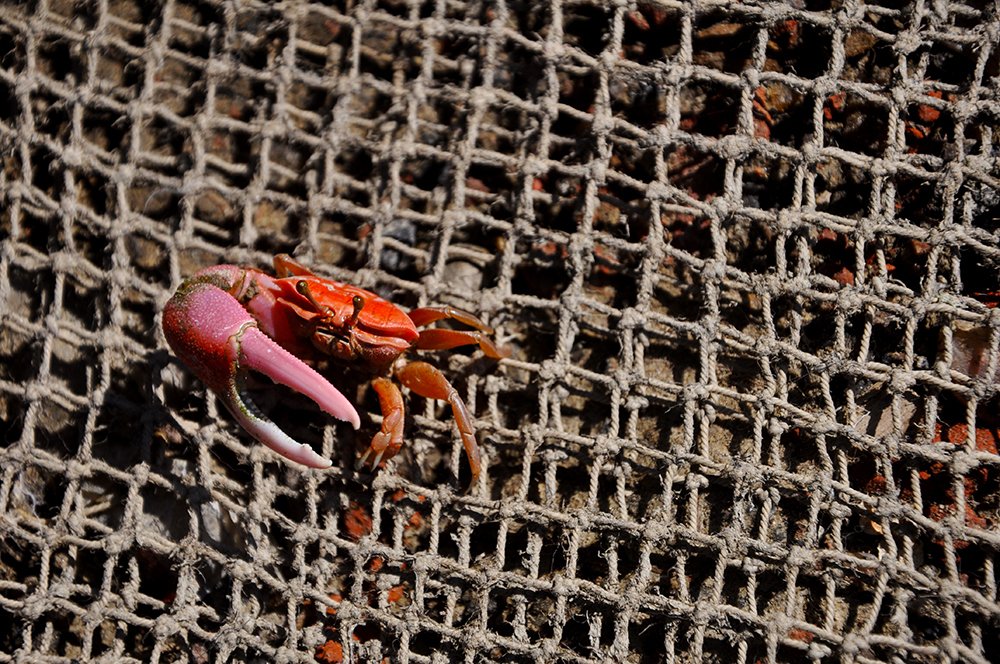 Photograph by  MD DIDARUL ALAM CHY