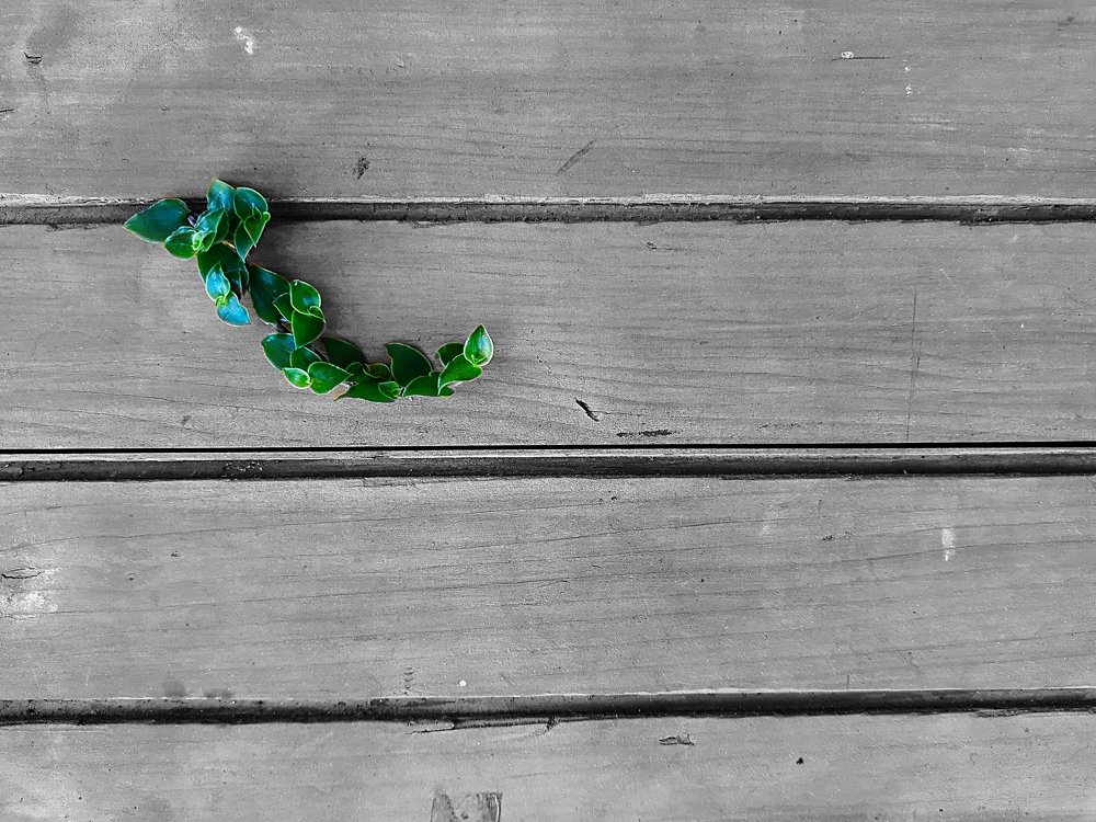 Photograph by Santanu Dey