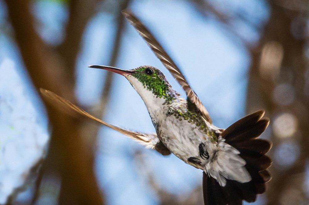 Photograph by Massimo Chiozzi