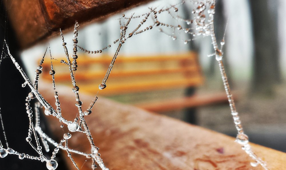 Photograph by Irina Magdalena Bivolaru