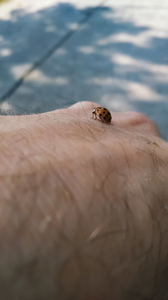 Коровка