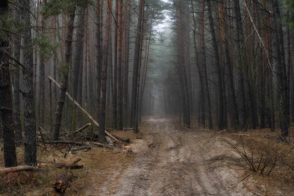 Photograph by Михаил Кудрявцев