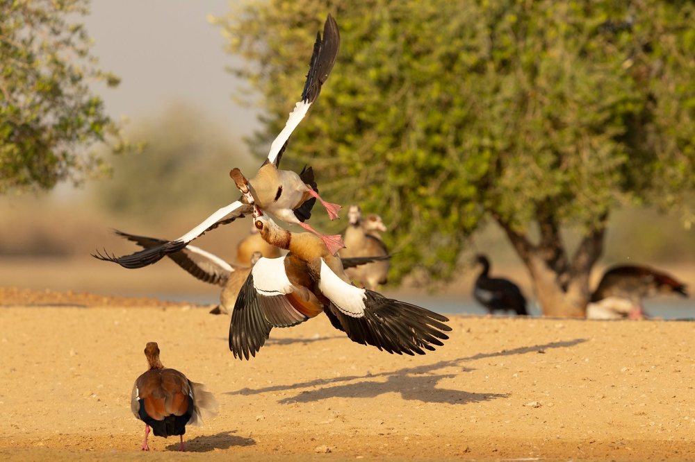 Photograph by Nithya Purushothaman