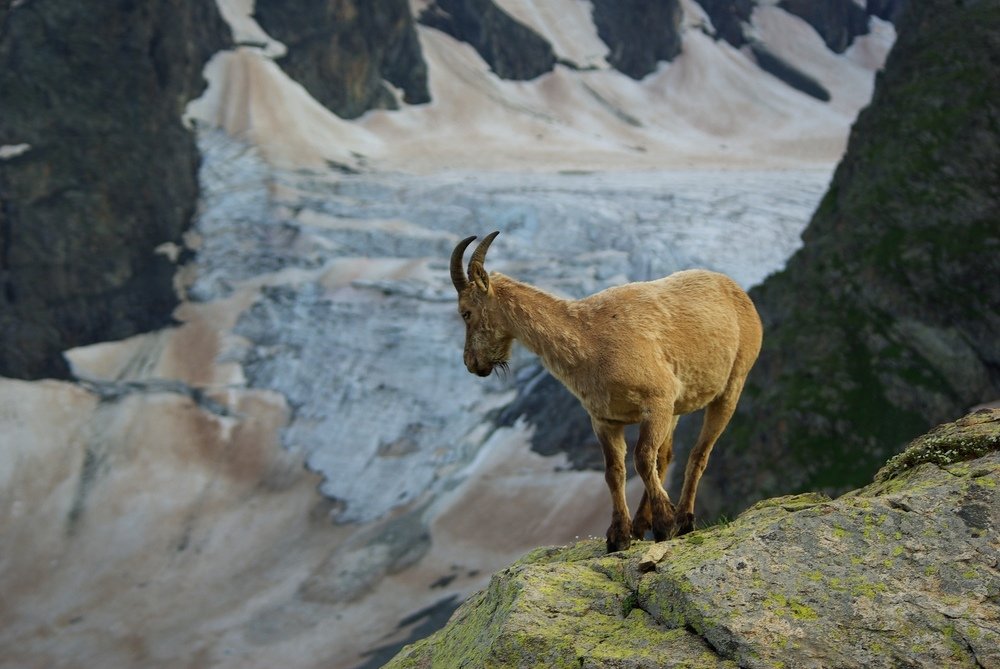 Наблюдатель ...