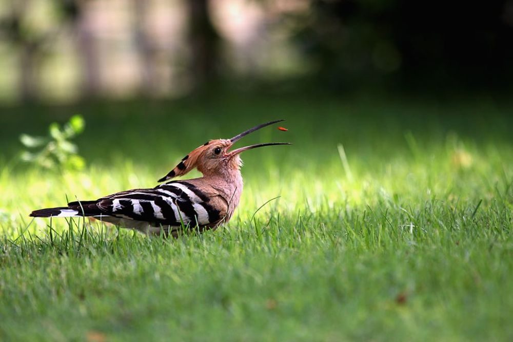 Photograph by Nithya Purushothaman