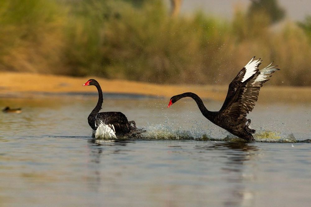 Photograph by Nithya Purushothaman