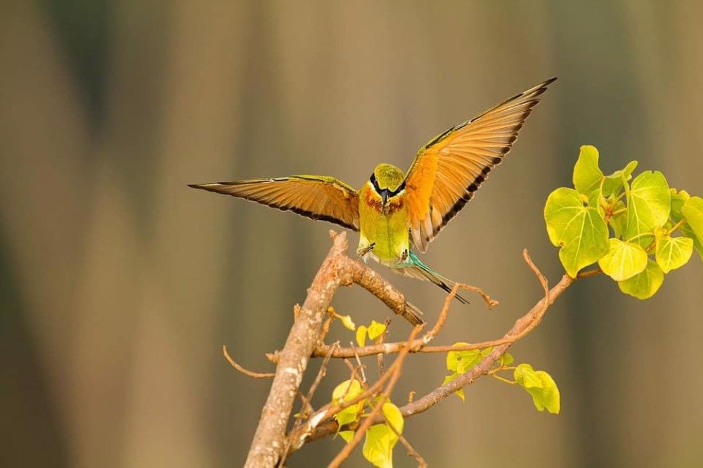 Photograph by Nithya Purushothaman