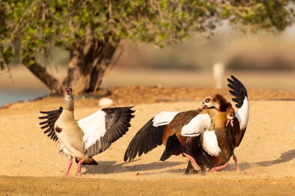 Photograph by Nithya Purushothaman