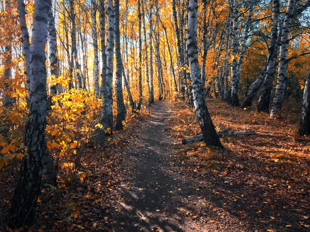 Осенние дорожки