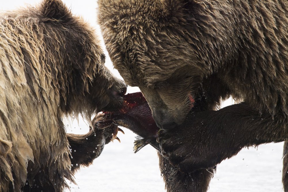 Photograph by Алексей Шаскольский