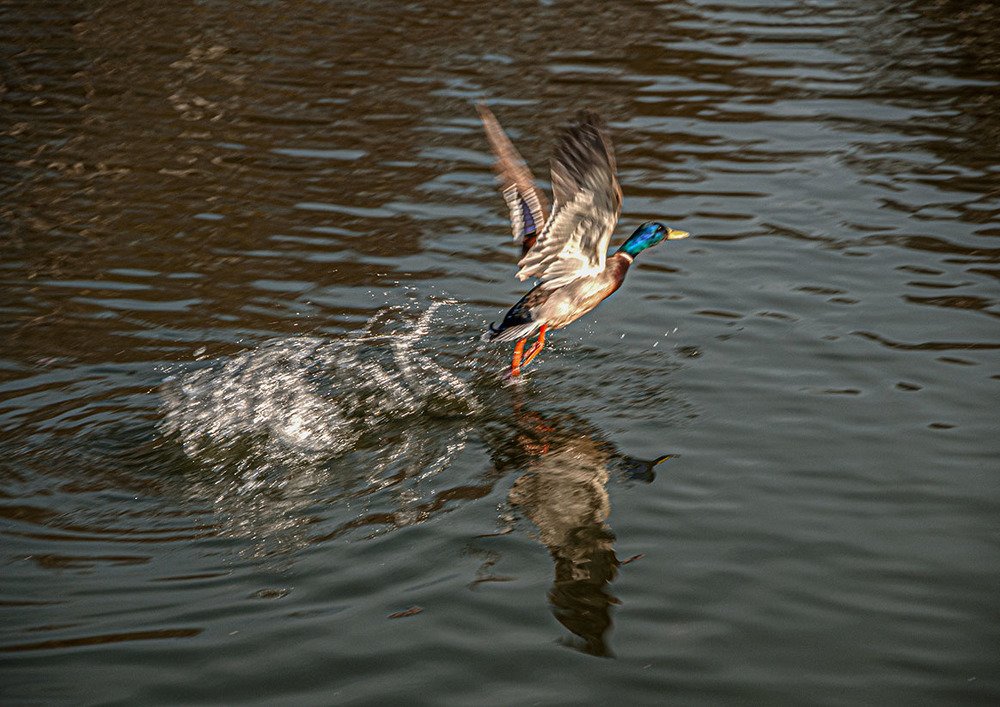 Photograph by Vladimir  Komarov