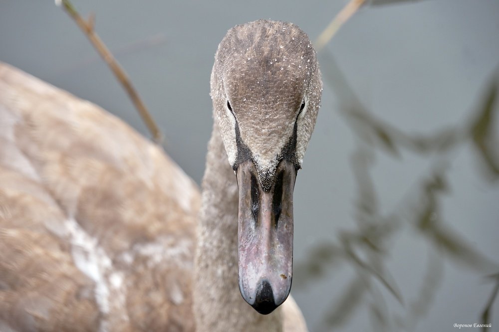Photograph by Евгений Воронов