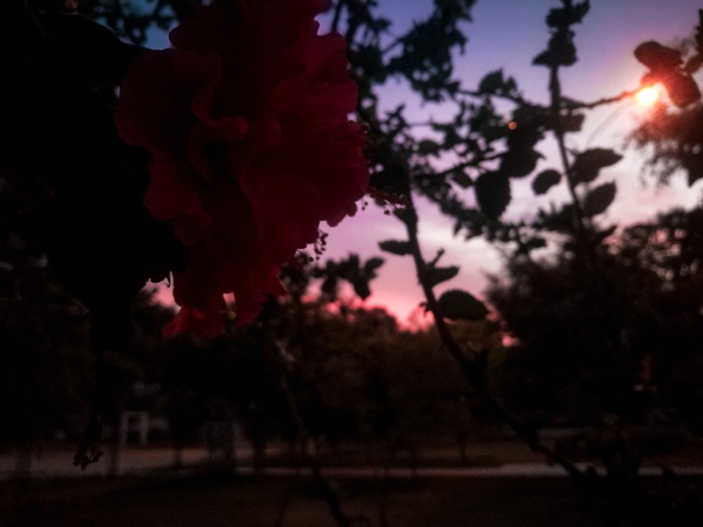 Photo #3915487