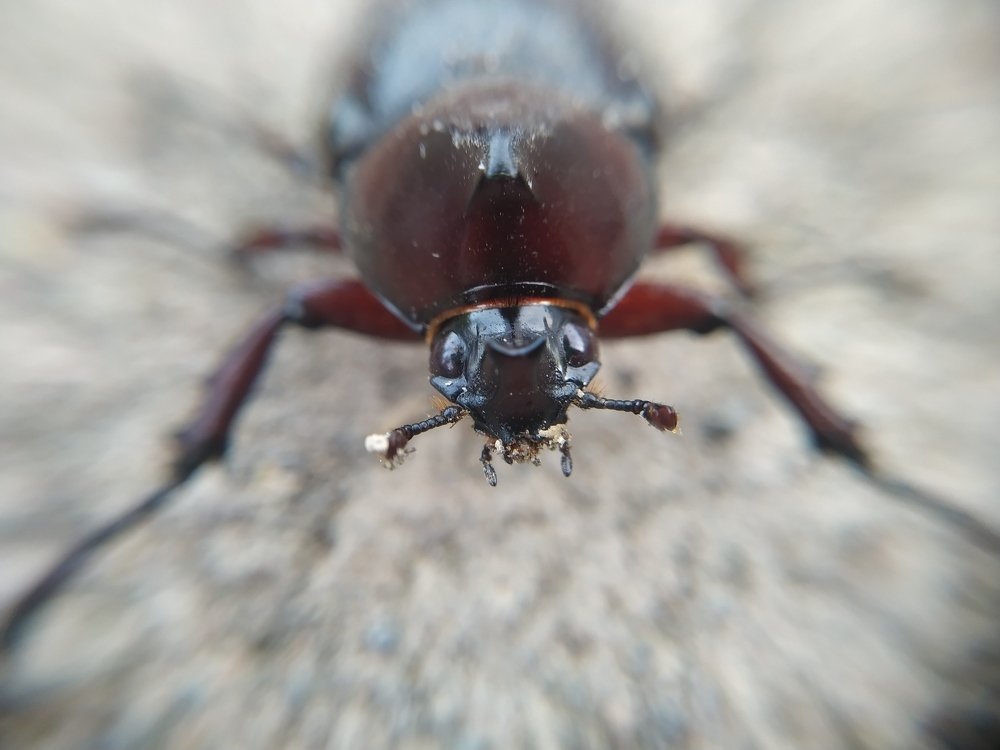 Photograph by Dian Putera