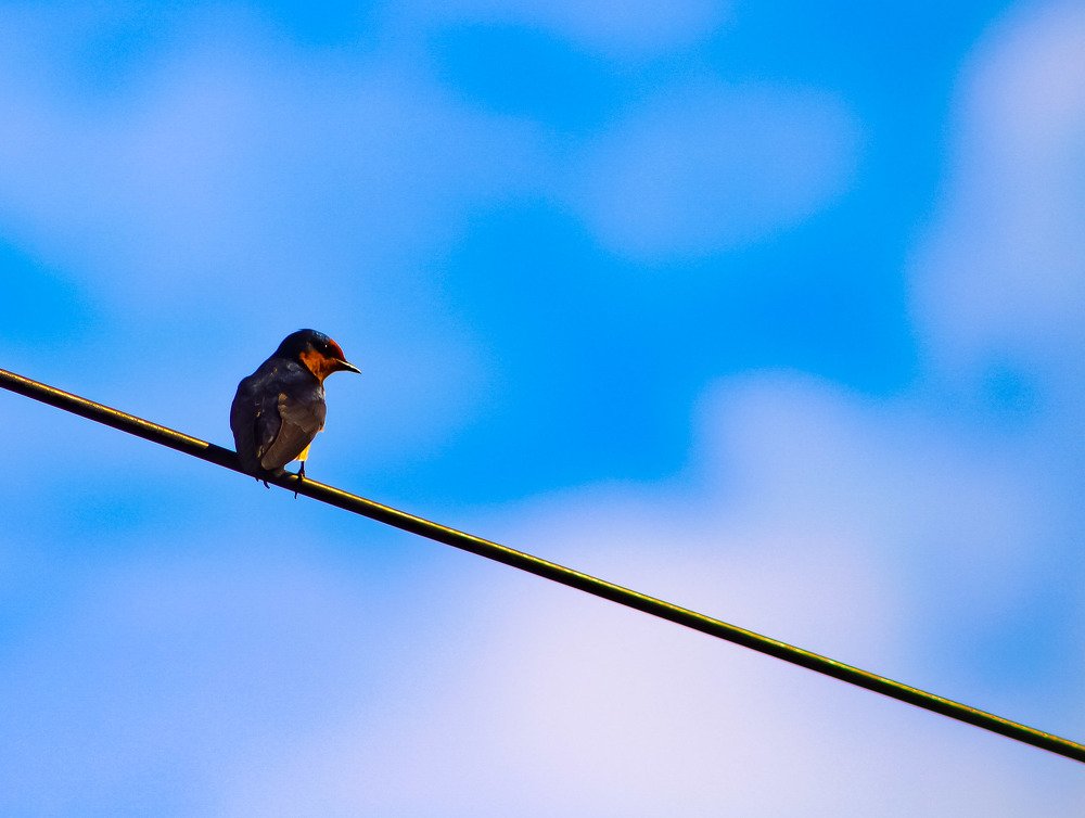 Photograph by Dian Putera