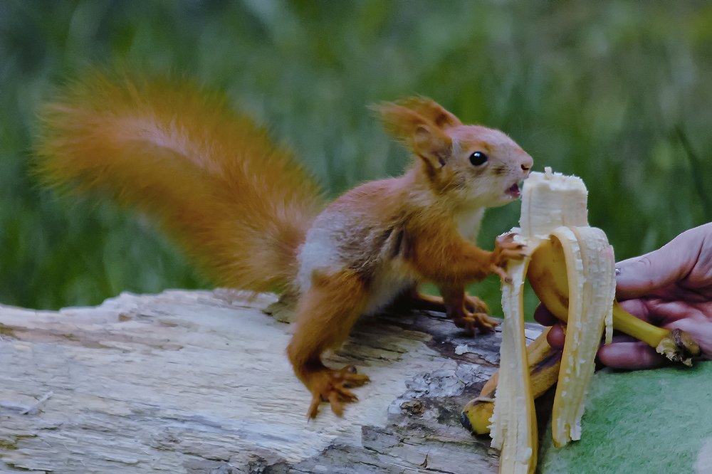 В России всякую ерунду научишься есть...
