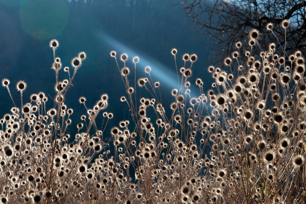 Фотография автора Cornelia Ghergut