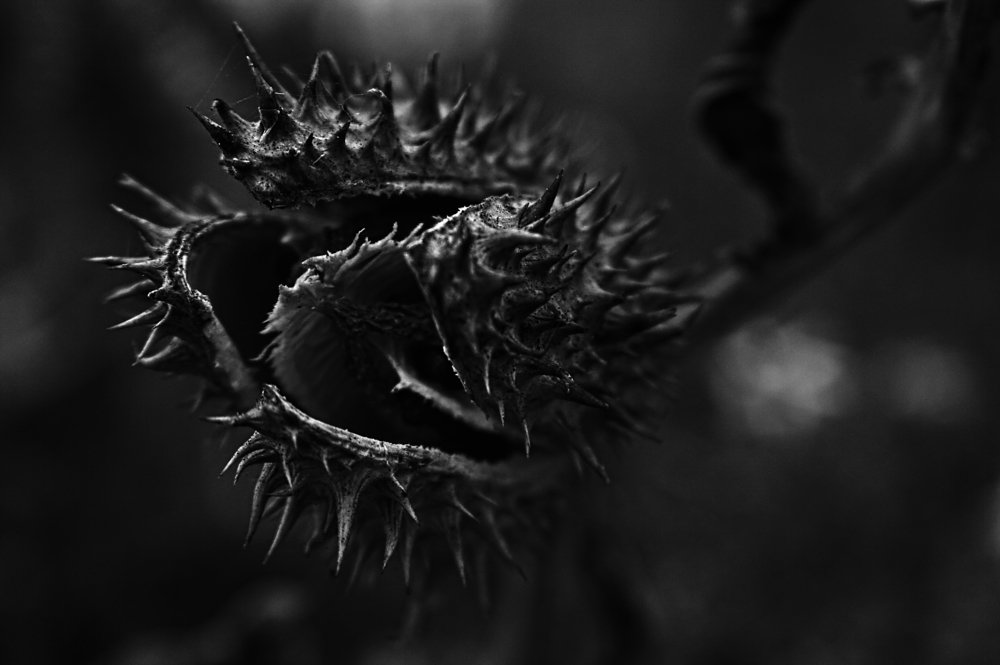 Челюсти / The jaws