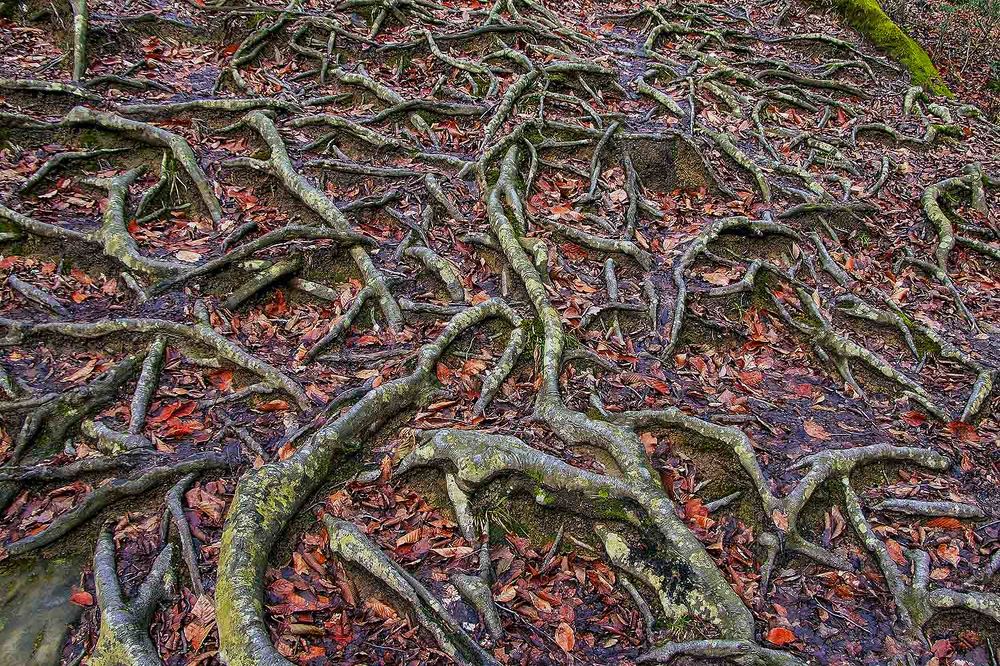 Photograph by Евгений Киселев