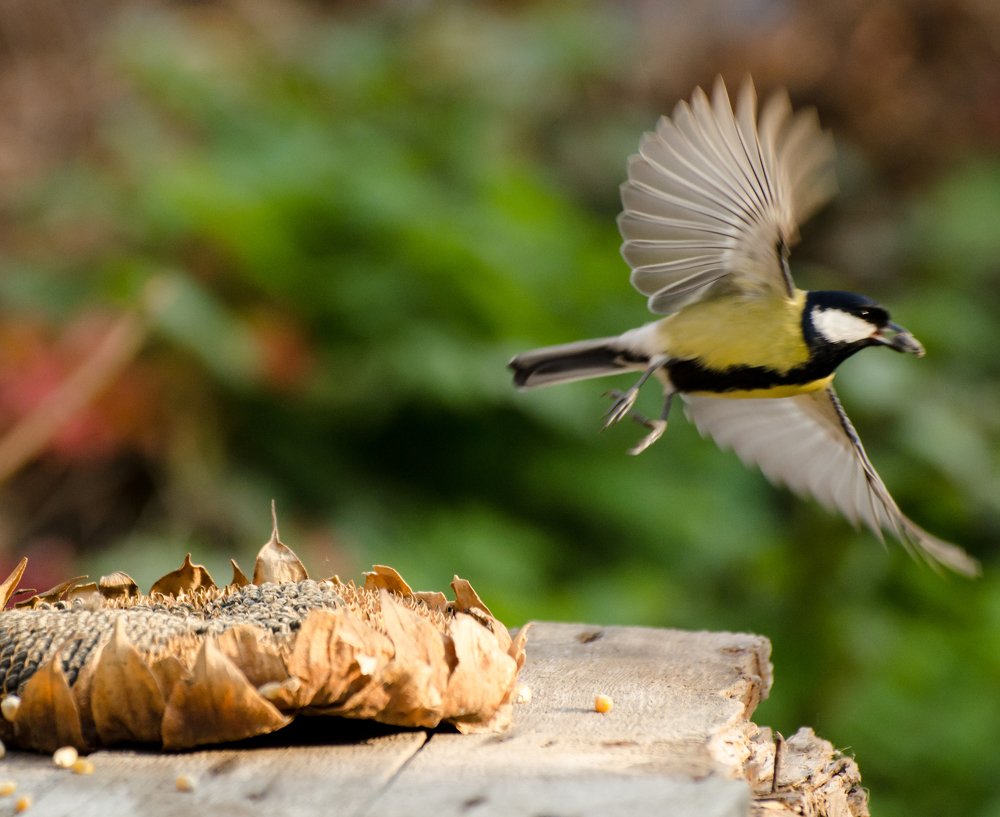 Photograph by Анна Айбетова