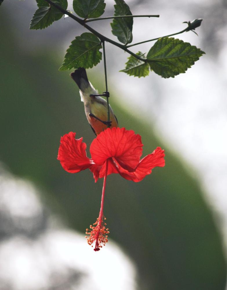 Photograph by DEBANJAN JANA
