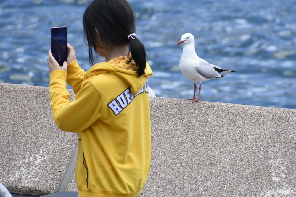 Seagulls waiting for her turn