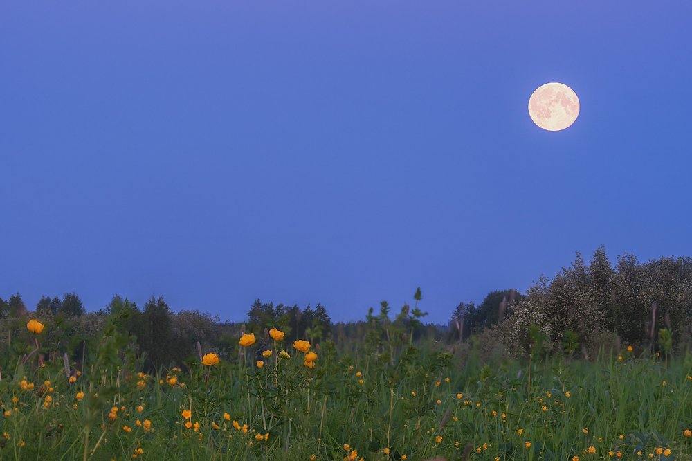 На лугах Печоры