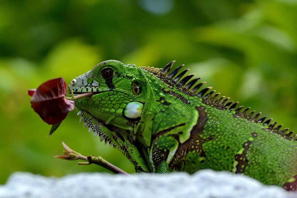 Photograph by Massimo Chiozzi