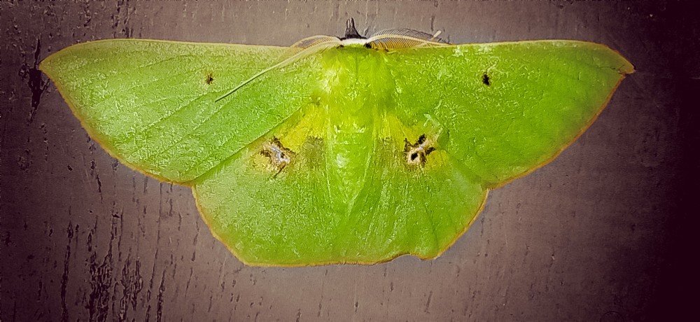 Photograph by Kandar Srabani