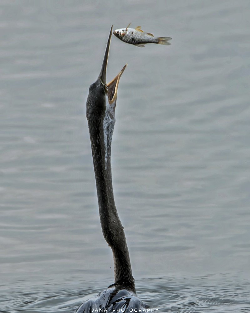 Darter with it's catch