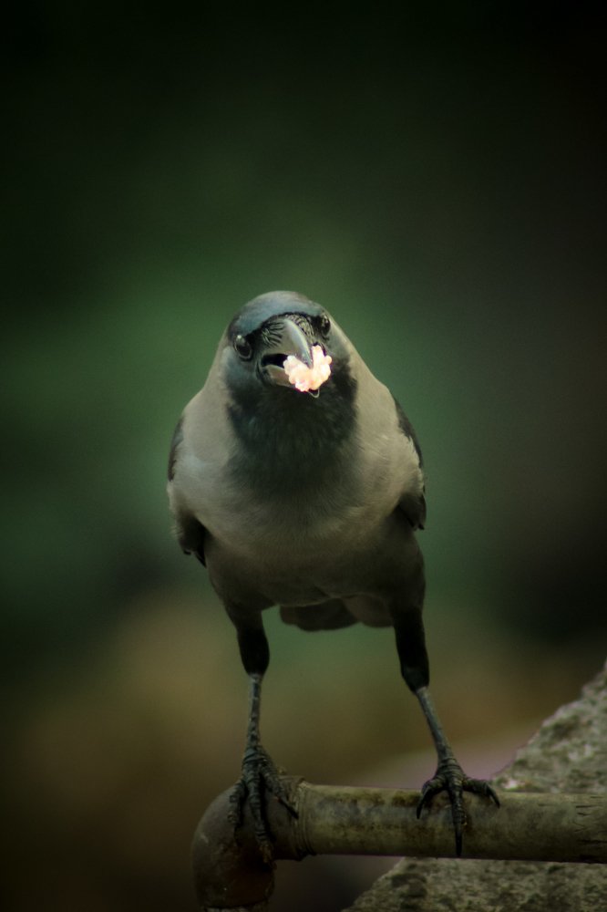 Photograph by RH Ruposh