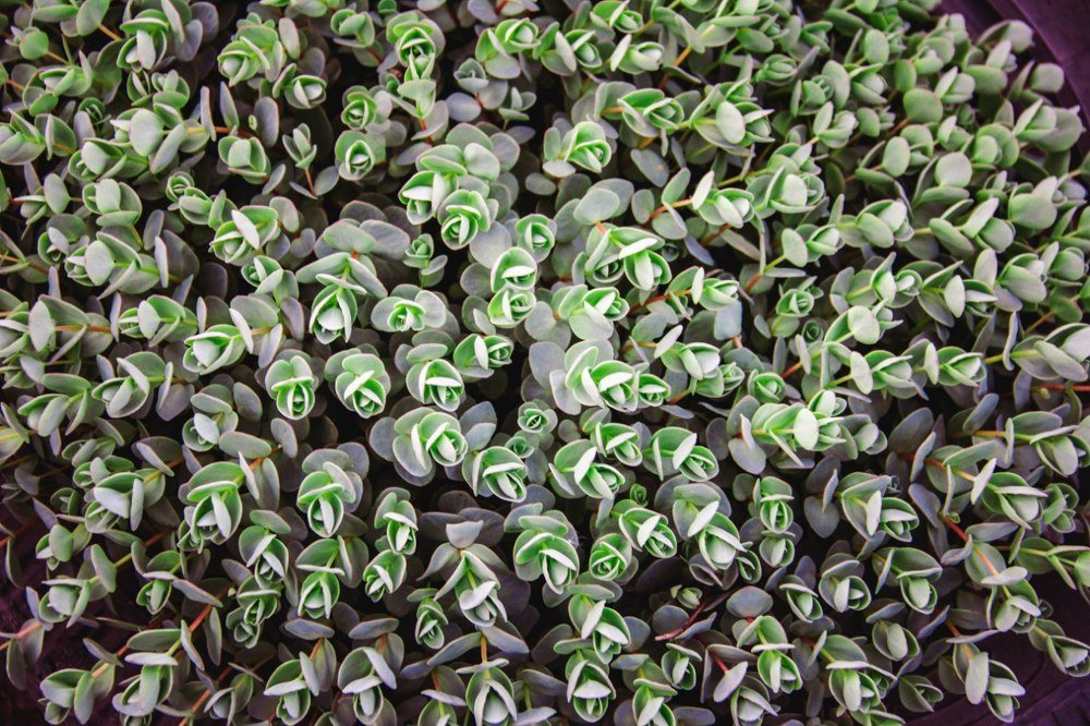 Photograph by Юлия Ломаева