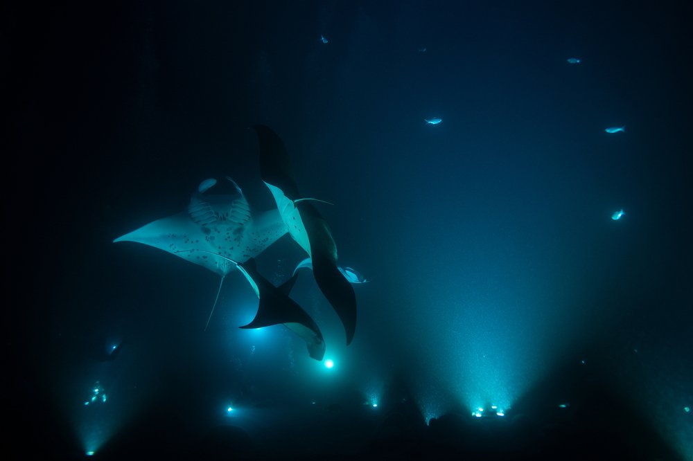 Manta Rays at night