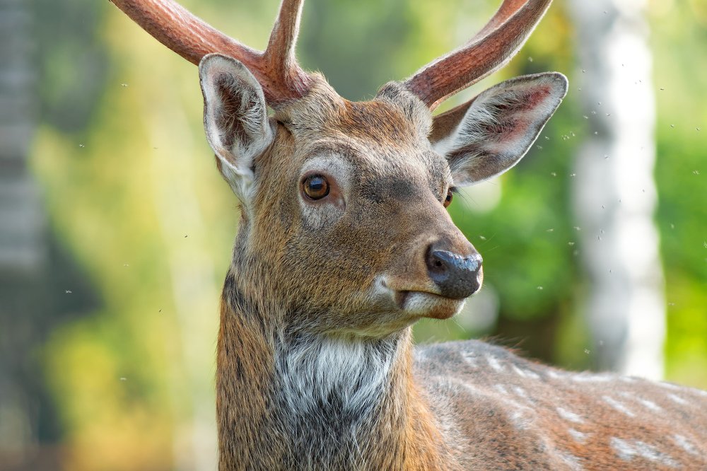 Photograph by Анатолий Калмыков