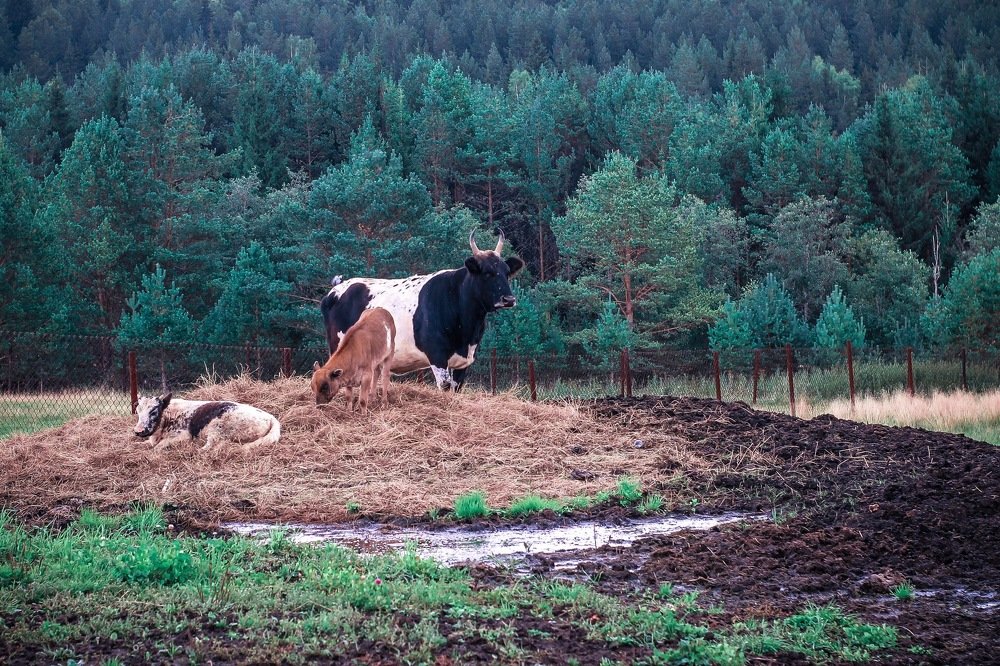 Photograph by Лазарева Анна Игоревна