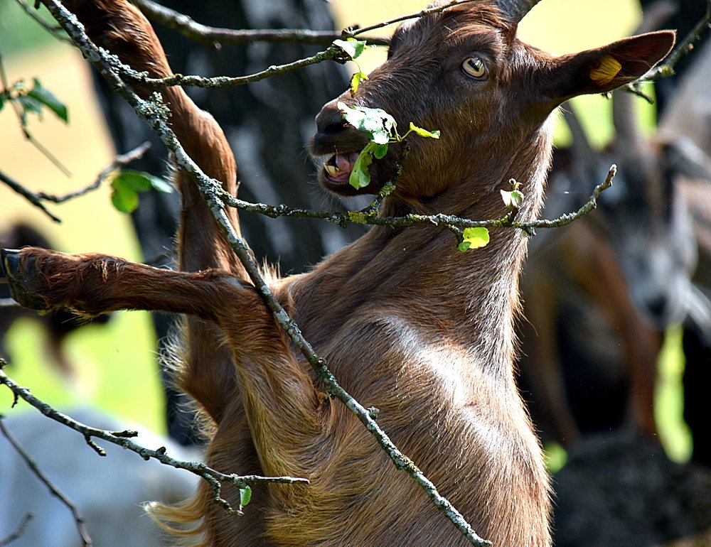 Коза, поедающая яблоки / Goat eating apples