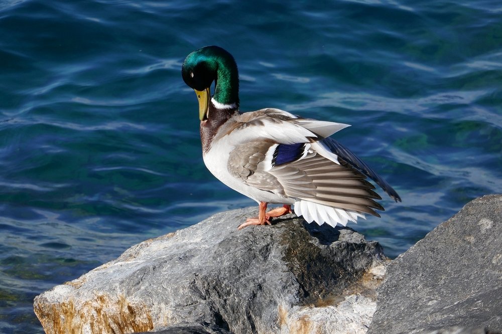 Feathering in the sun ...