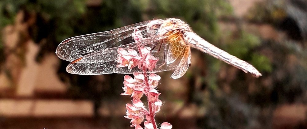 God's delicate creation