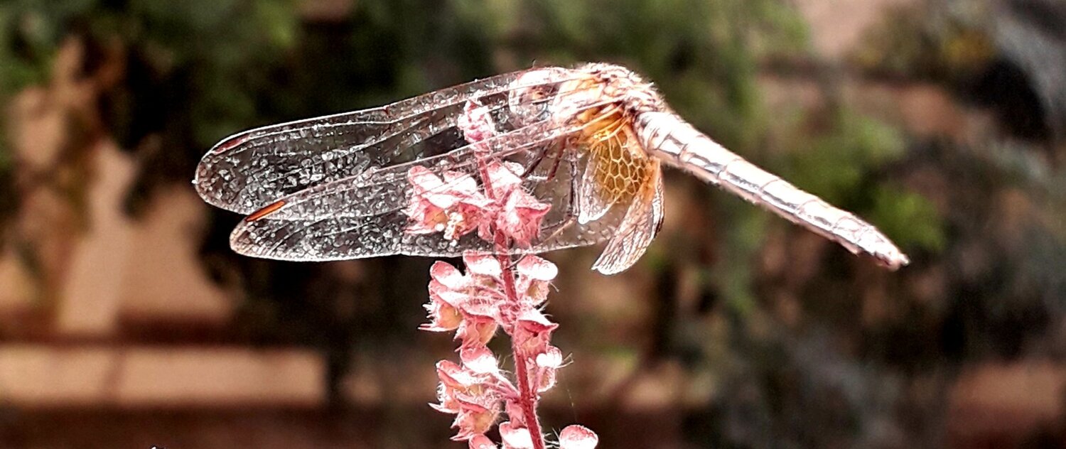 God's delicate creation