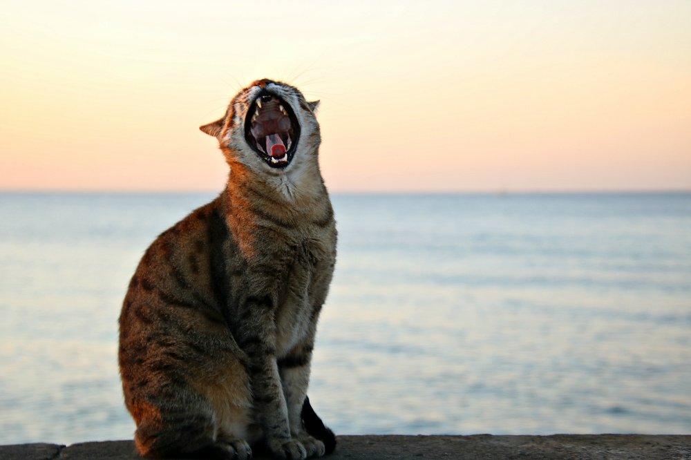 Photograph by Irina Radzinskaya