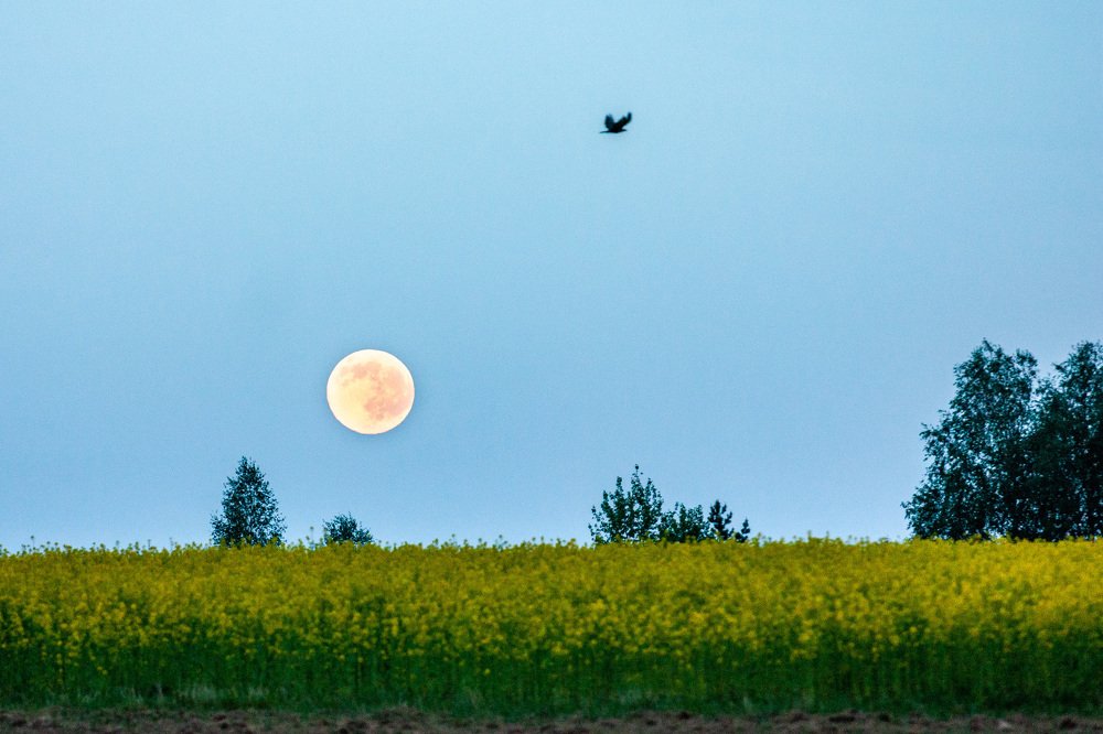 Photograph by Денис Шереметов