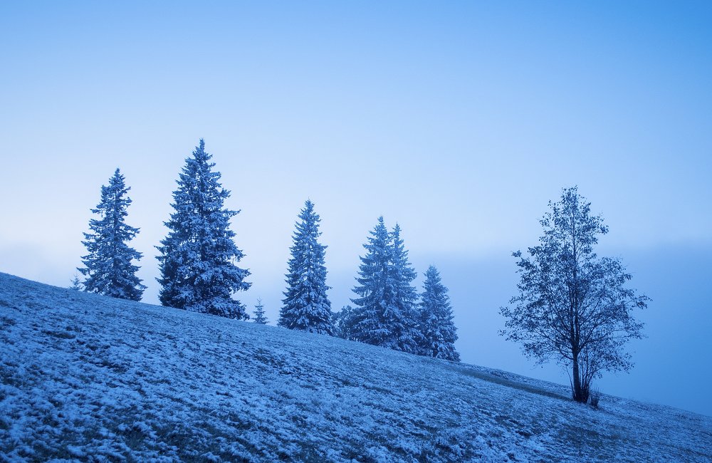 Утренняя туманно-снежная.