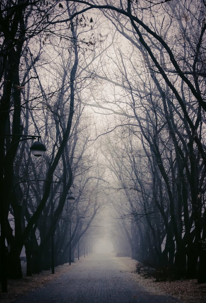 Туманное утро в Ботаническом саду