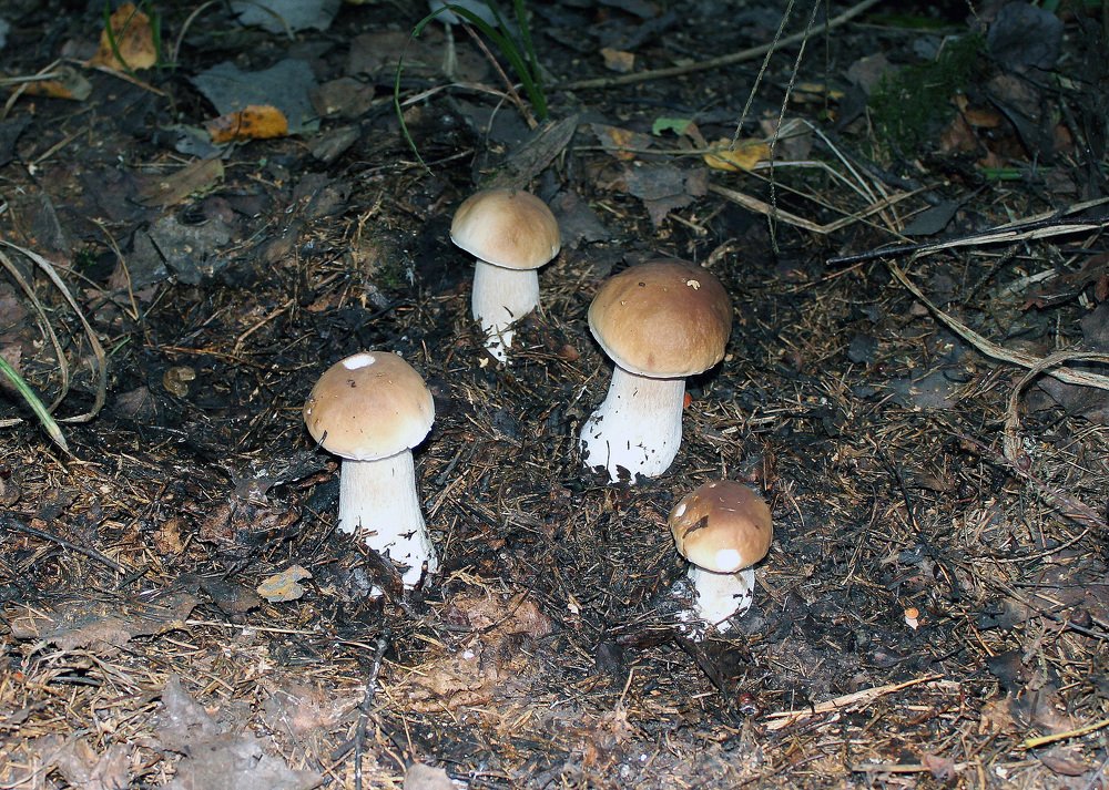 Photograph by Александр Бугаенко