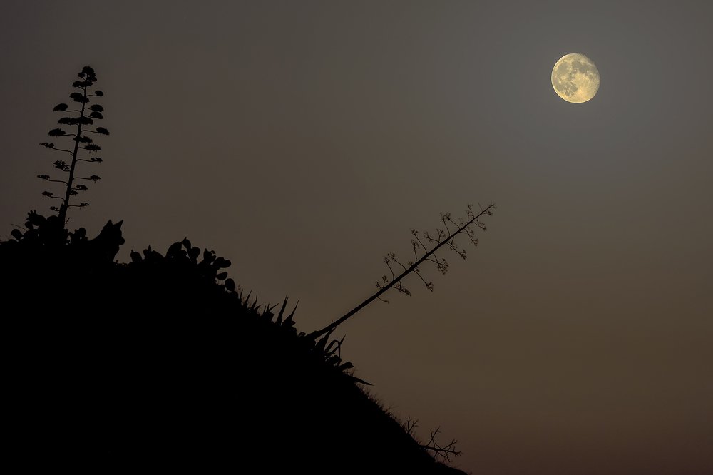 Photograph by Massimo Tamajo