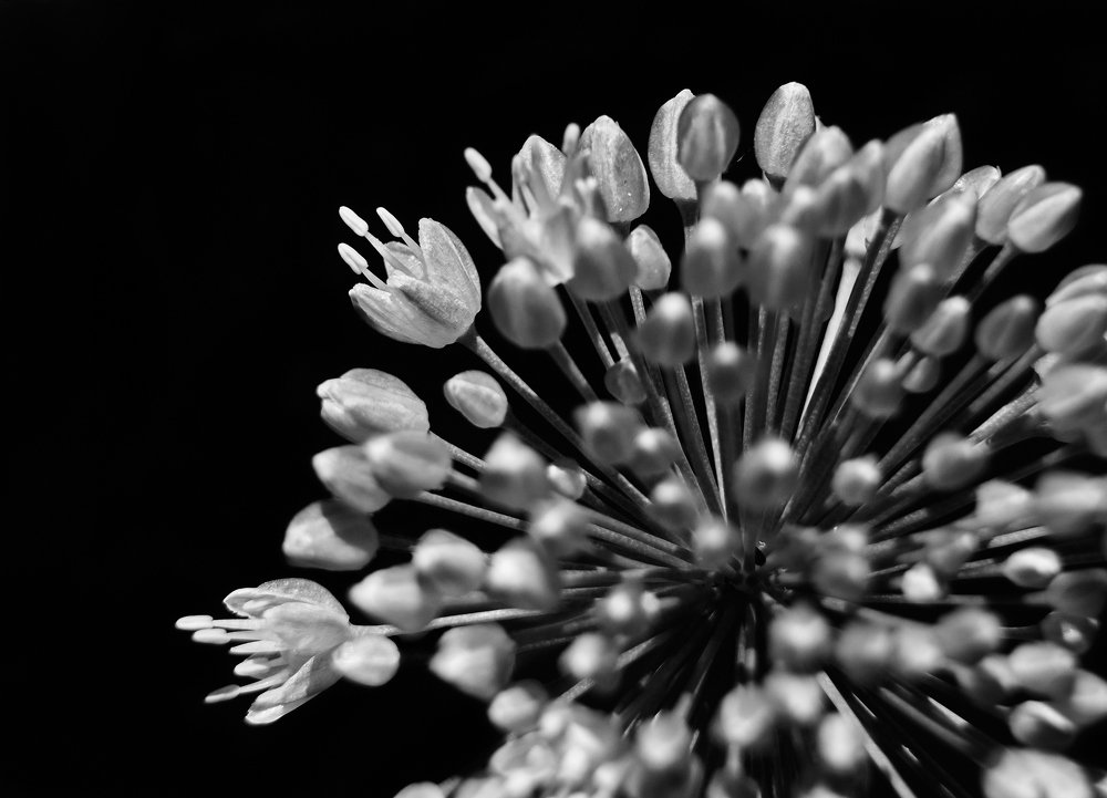 Фейерверк тюльпанов