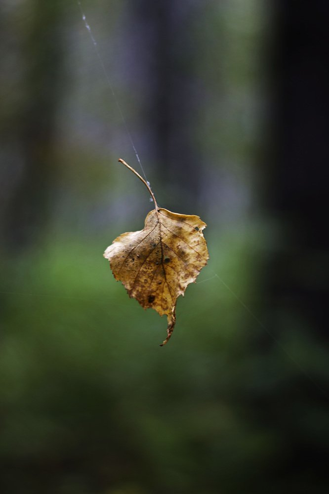 Photograph by Nikitina Tatiana