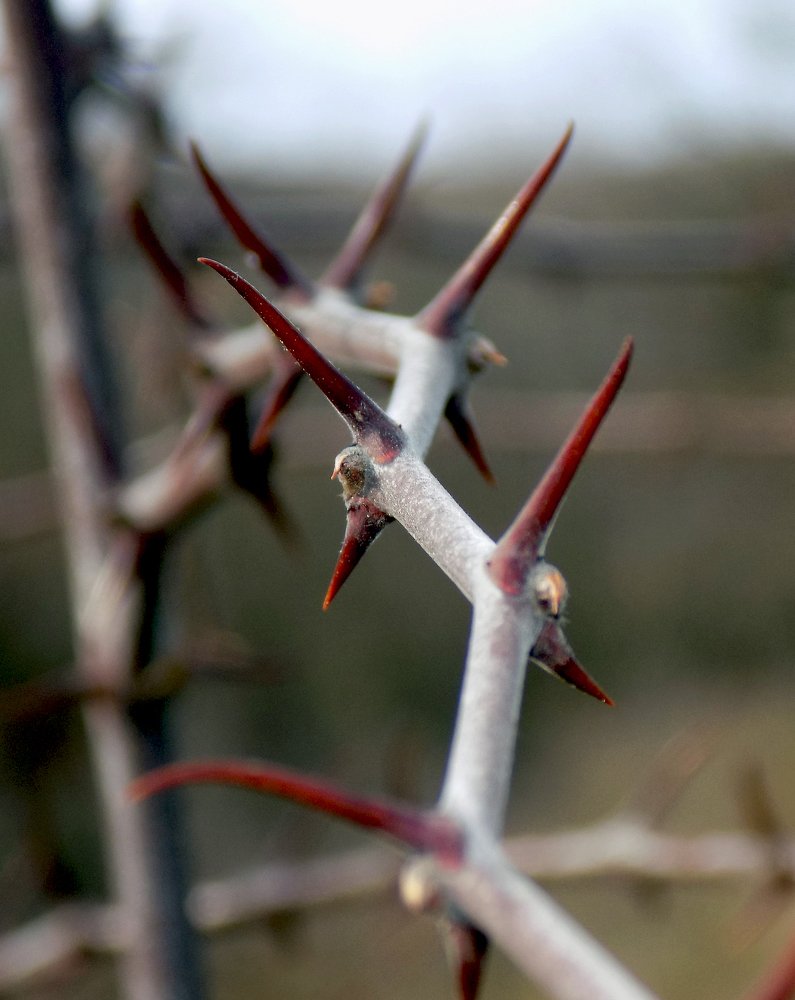 Ветка держи-дерева