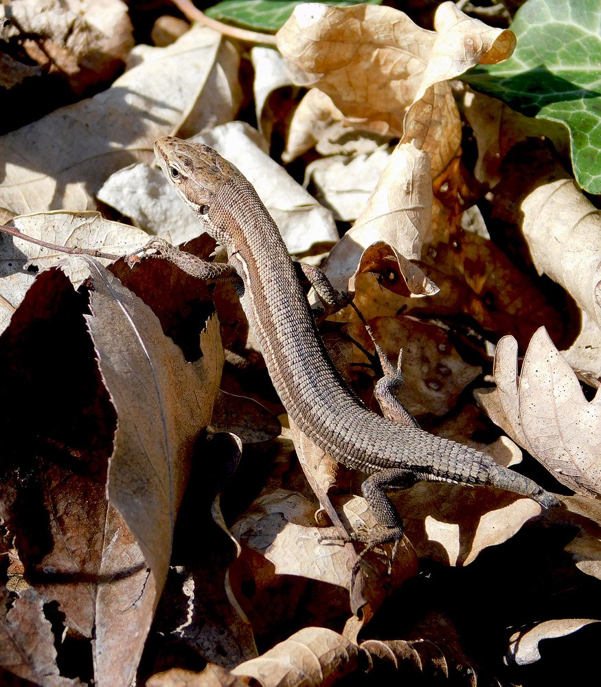 Ящерица с отрастающим хвостом.