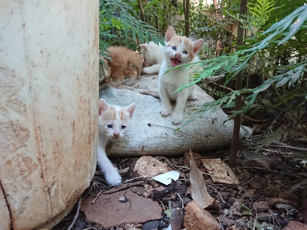 Photograph by christopher satish